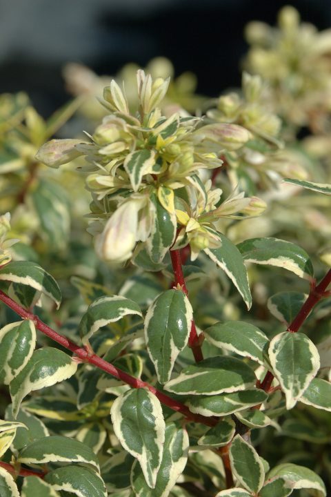 Abelia Suntastic Radiance-001