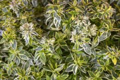 Abelia Suntastic Radiance-005