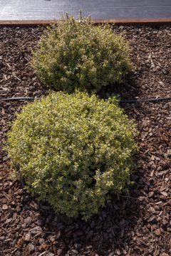 Abelia Suntastic Radiance_Z6S3886