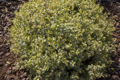Abelia Suntastic Radiance_Z6S3889
