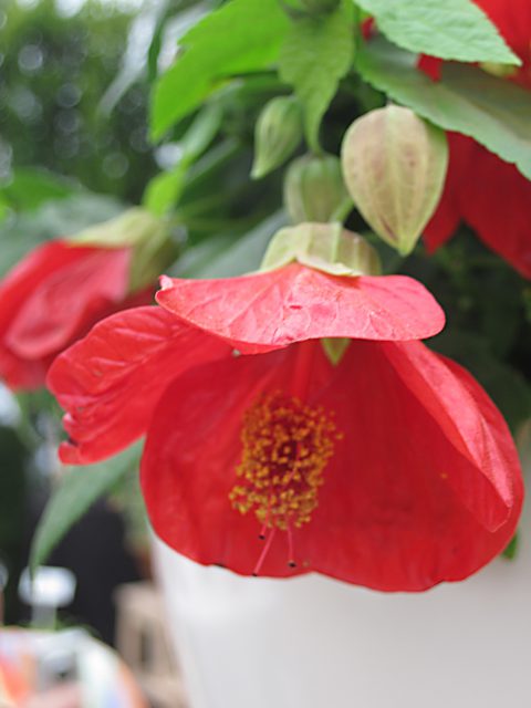 Abutilon Lucky Lantern Red-003