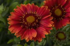 Gaillardia Sunset Celebration_Z6S5914