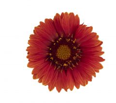 Gaillardia Sunset Celebration_Z6S5919