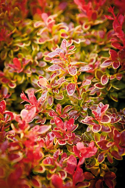Berberis Admiration-000