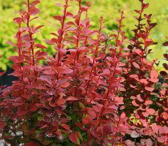 Berberis Orange Rocket-003