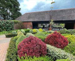 Berberis-Orange-Rocket-Wisley-001