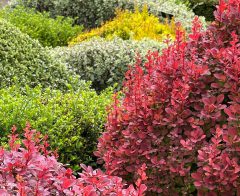 Berberis-Orange-Rocket-Wisley-002