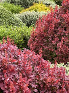 Berberis-Orange-Rocket-Wisley-005