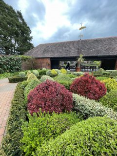 Berberis-Orange-Rocket-Wisley-006