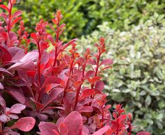 Berberis-Orange-Rocket-Wisley-007