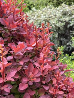 Berberis-Orange-Rocket-Wisley-008