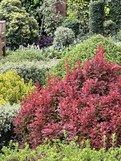 Berberis-Orange-Rocket-Wisley-009