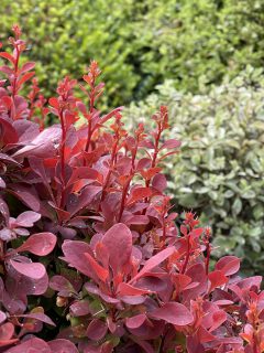 Berberis-Orange-Rocket-Wisley-010