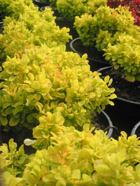 Berberis Tiny Gold-002
