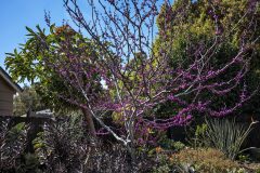 Cercis Merlot_Z6S7892