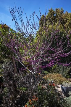 Cercis Merlot_Z6S7894