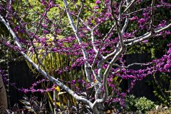 Cercis Merlot_Z6S7895