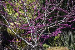 Cercis Merlot_Z6S7896