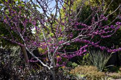 Cercis Merlot_Z6S7897