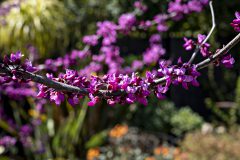 Cercis Merlot_Z6S7898