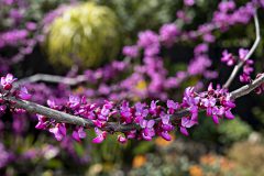 Cercis Merlot_Z6S7901