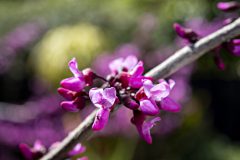 Cercis Merlot_Z6S7912