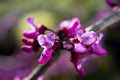 Cercis Merlot_Z6S7915