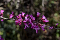 Cercis Merlot_Z6S7918