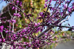 Cercis Merlot_Z6S7919