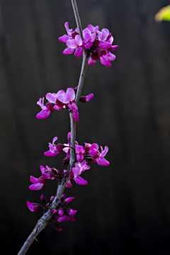 Cercis Merlot_Z6S7924