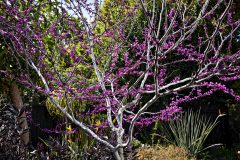 Cercis Merlot_Z6S7930