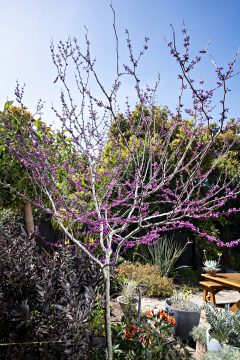 Cercis Merlot_Z6S7947