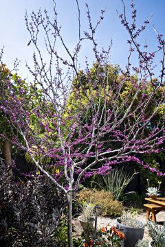 Cercis Merlot_Z6S7950