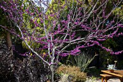 Cercis Merlot_Z6S7955