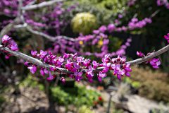 Cercis Merlot_Z6S7963