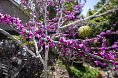 Cercis Merlot_Z6S7964