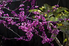 Cercis Merlot_Z6S7969