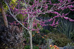 Cercis Merlot_Z6S8069