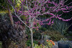 Cercis Merlot_Z6S8071