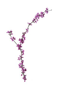 Cercis Merlot_Z6S8122