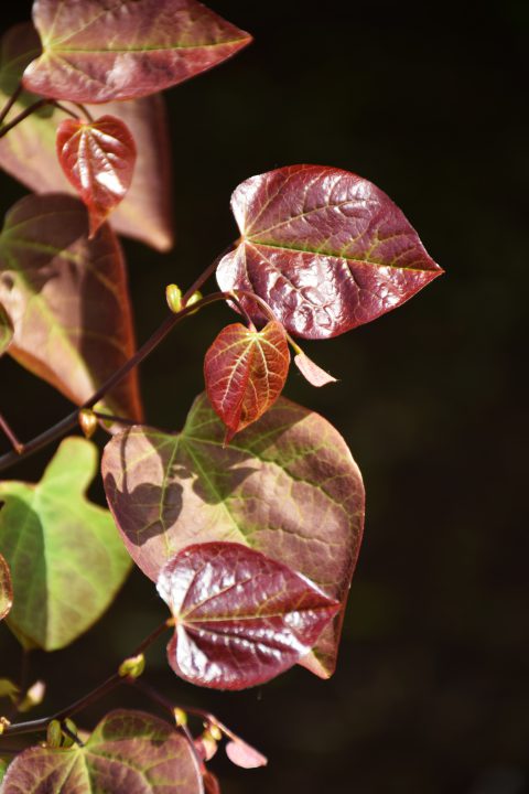 Cercis Ruby Falls-002