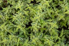 Cistus Little Miss Sunshine_Z6S4666