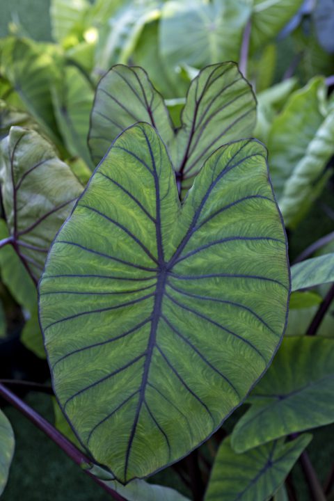 Colocasia Royal Hawaiian Blue Hawaii-018