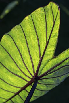 Colocasia Royal Hawaiian Blue Hawaii-023