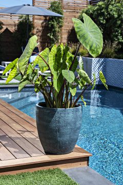Colocasia Royal Hawaiian Blue Hawaii-303
