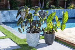 Colocasia Royal Hawaiian Diamond Head and Hawaiian Punch-001