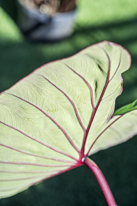 Colocasia Royal Hawaiian Hawaiian Punch-005