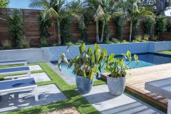 Colocasia Royal Hawaiian Hawaiian Punch