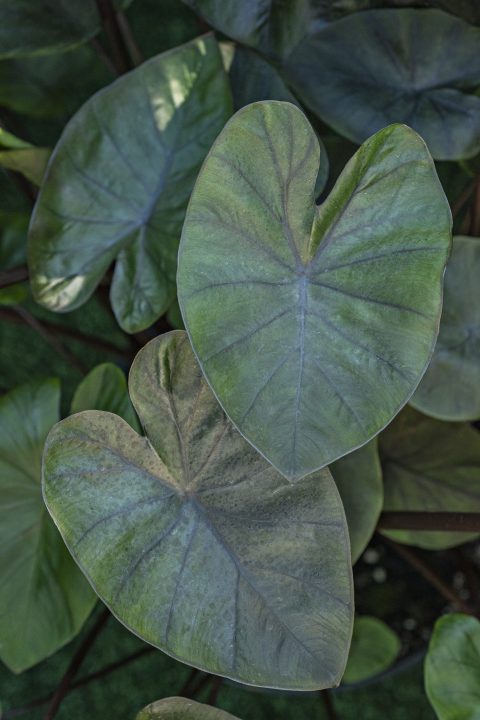 Colocasia Royal Hawaiian Kona Coffee-005