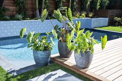 Colocasia Royal Hawaiian Kona Coffee Hawaiian Punch Maui Gold